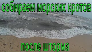 Собираем дары моря на Арабатской стрелке после шторма