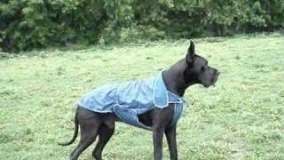 Great Dane SARGOS CVET NOCHI (Walk during a rain)