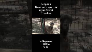  ЭкоПарк Харьков ч.67 / КОЗЛИК с крутой причёской / 2018 г. #shorts