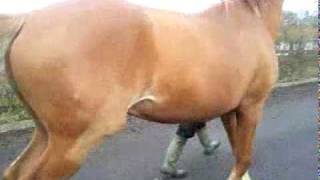 Horse lameness - video 4