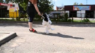 Poodle Parti Pups 2