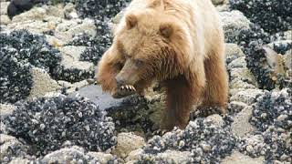 Sounds of Glacier Bay National Park, Alaska
