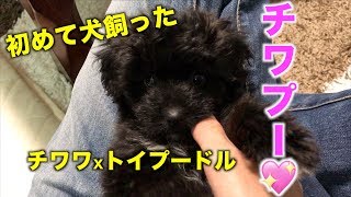 一人暮らしで初めて犬を飼いました。チワワとプードルのMIX犬「チワプー」チワプーのバーディ