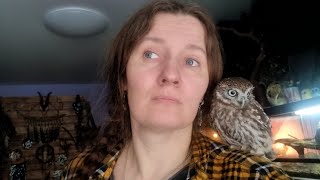 Сойка Пончик. Как отличить от сойки Пышки? У совы, сыча и кота сериал про птичек и орешки