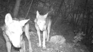 lupo appenninico,  Monti Sibillini