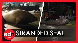 Bizarre Moment GIGANTIC Elephant Seal Invades Chilean Town and is Rescued by Locals