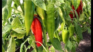 ВСЕ КУСТЫ УВЕШАНЫ ПЕРЦЕМ! КАК ПОЛУЧИТЬ ТАКОЙ УРОЖАЙ ИЗ МАГАЗИННОГО ПЕРЦА.