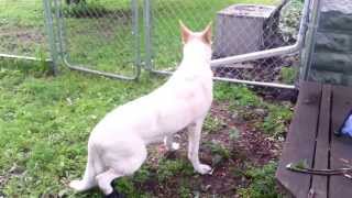 White German Shepherd - Female - 9yrs - Degenerative Myelopathy