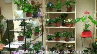 www.alfaflora.lv