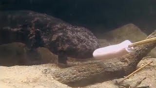 The Sausage & the Salamander | Secret Japan | BBC Earth