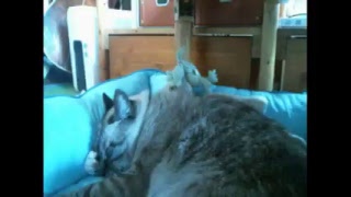 2018/9/5ねこカフェ あすたまにゃ～にゃ「台風で被害のあった地域の方にお見舞い申し上げます」