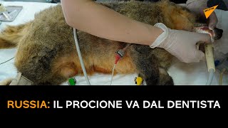 Russia: il procione va dal dentista