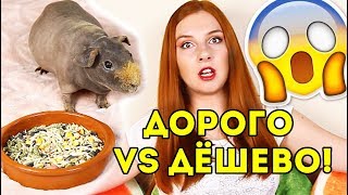 ДОРОГО vs ДЕШЕВО Корм Для МОРСКОЙ СВИНКИ. ОБЗОР от SvinkiShow