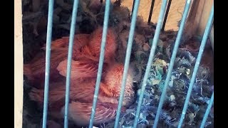 Канарейки первые Птенцы. Красные муаровые канарейки разведение.Canary