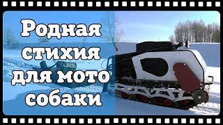 Вот! Родная стихия для мотособаки. Для чего нужен мотобуксировщик и как он едет. Ответ в этом видео.