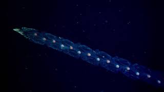 3 billion years ago, DNA was born.
