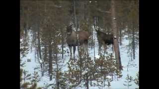 Vinter i en skog