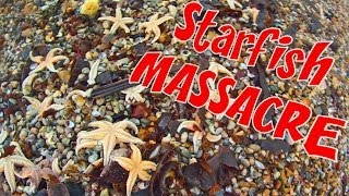 Starfish MASSACRE! Thousands wash up on UK beach.