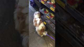 Tallulah Going Shopping