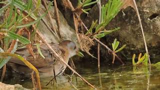 Little Crake, Schiribilla eurasiatica (Porzana parva) female