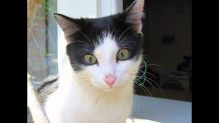 Русская белая (Russian White Cat) породы кошек( Slide show)!