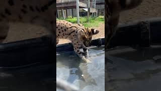 Serval Amiry Loves to Fish - Cincinnati Zoo #shorts
