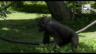 New Gorilla Troop Getting Use to Each Other - Cincinnati Zoo