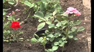 Рубрика "Сад своими руками" 20-06-2012