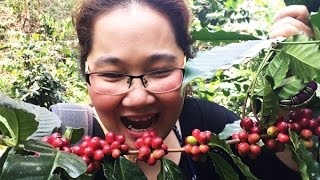 เที่ยวไร่กาแฟ "เกชา" หรือ "เกอิชา" (Gesha/Geisha) กาแฟที่แพงทีสุดในโลก บนดอยมณีพฤกษ์ น่าน