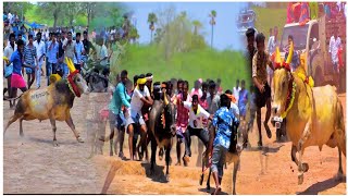 வெளியாரி மஞ்சுவிரட்டு 2019| மஞ்சுவிரட்டு வெறியர்கள்