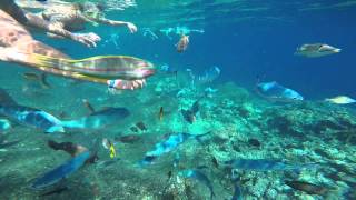 Snorkelling off the Jetty - Royal Albatros Moderna - Sharm el Sheikh