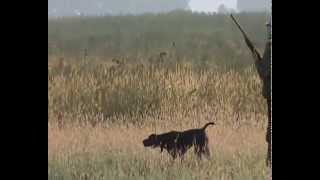 Hunting for quail with a German shorthaired pointer 2013