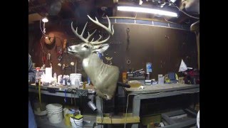 Taxidermy Deer Head Time Lapse