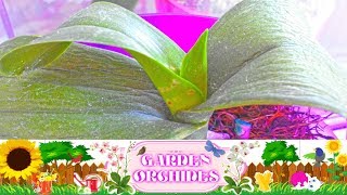 РЕАНИМАЦИЯ ОРХИДЕИ! ВРЕДИТЕЛИ ОРХИДЕИ - ПОДУРЫ ИЛИ НОГОХВОСТКИ?