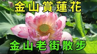 金山清水蓮花田怎麼去？蓮花季交通攻略