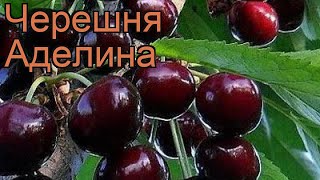 Черешня гибридный Аделина (cerasus avium) ? Аделина обзор: как сажать, саженцы черешни Аделина