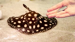 STINGRAY FEEDING & EXOTIC FISH FEAST!!