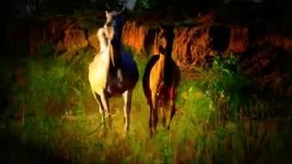Muzaev Anzor - Eagle`s control