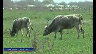 В Закарпатье фермеры устроили незаконную братскую м...