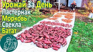 ???? Сбор урожая корнеплодов и клубнеплодов: батат, морковь, свекла, пастернак Опыт Гордеевых