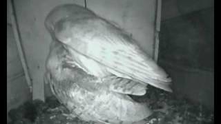 OWLS MATING