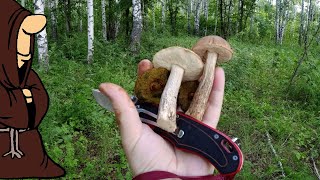 Разнообразие грибов в лесу Опять заскочил на час и тихая охота удалась