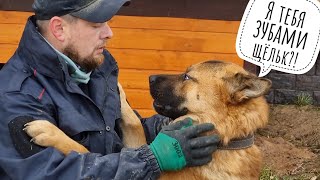 Артём валяет дурака, электрики столбов наставили, я укутываю растения на зиму, а они спать не хотят!