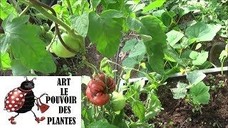 Conseils jardinage: Tomates, faut il tailler? Plante annuelle