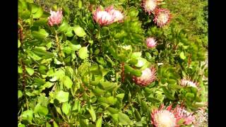 Jardin Exotique de l'Île de Batz Bretagne