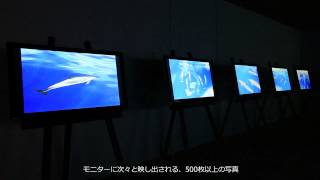 コニカミノルタプラザ環境企画展『OGASAWARA』小笠原、未来へつなぐ自然展