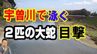 【お便り】滋賀県の宇曽川で泳ぐ２匹の大蛇を目撃した　ATL5th329