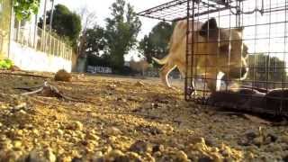 NEW ENDING - An Abused street dogs second chance - Ralph's rescue and rehab.