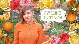 Искристые Цитрусы: Покупки, Новинки, Фавориты - Новые Ароматы В Коллекции