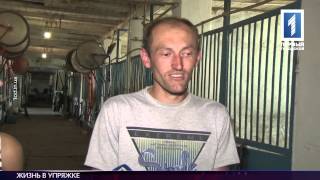 Лошади в центре Одессы страдают от голода и изнемождения